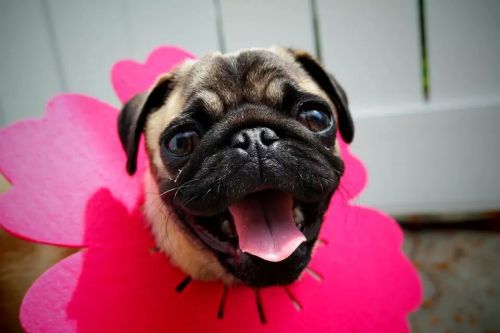 APRIL SHOWERS BRING PUG FLOWERS