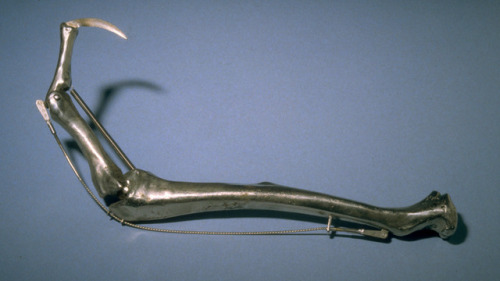 lauralot89: Gynecological tools from Dead Ringers (1988), photographed by Tom Moore Dilation tool In