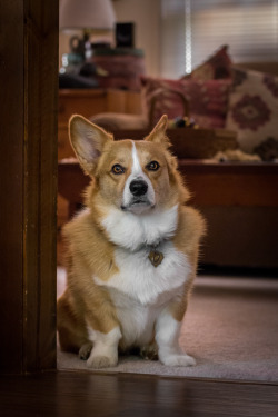 otisthecorgi:  Before his morning meal. 