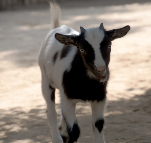 embracingtheview: Baby goats (kids), Living Desert, Palm Desert, California. Photo taken by rjz