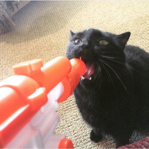 unflatteringcatselfies:Remus laughing in the face of danger.