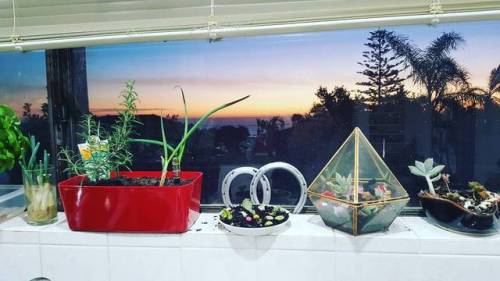 Excuse the mess but this is just so beautiful. . . #sunset #autumn #herbs #succulents #plants #win