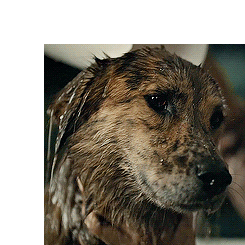 nbchannibal:  Winston is the best pup ever. 