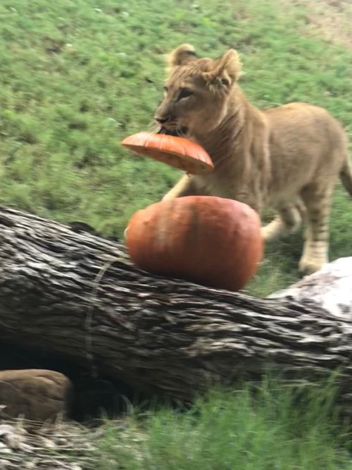 Pumpkin love