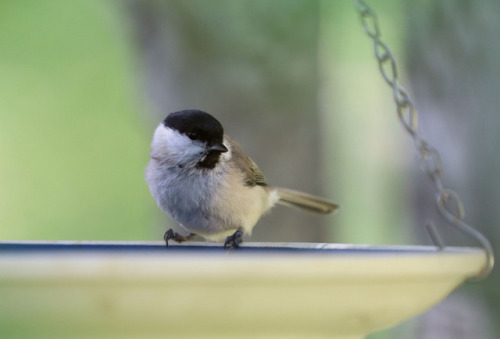 Willow tit/talltita.