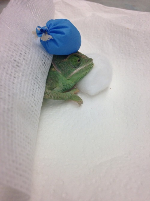 impossibilityintoreality: So I work at a pet hospital, and we got a sick chameleon today that we had