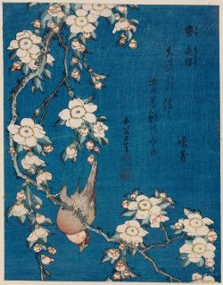 sumi-no-neko:    葛飾 北斎  Katsushika Hokusai (1760 - 1849)     Bullfinch and Weeping Cherry (Uso, shidarezakura), 1834