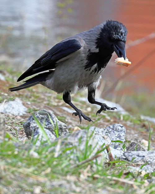 Hooded Crow (Corvus cornix)© Hannu Tervonen