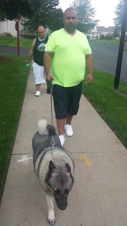 Hanging with thejungleofmufasa, lost4thought and jb365 walking their Norwegian Elkhound pups Koddo and Poddo.