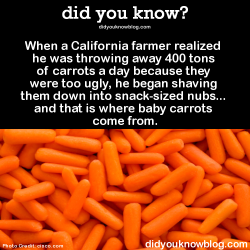 did-you-kno:  After everyone went crazy for farmer Mike Yorusek’s baby carrots, breeding smaller strains or pulling carrots before they had matured became more popular. Most of the time, what you find at the supermarket are regular carrots that were