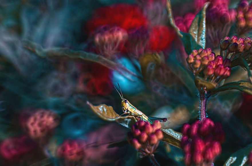 landscape-photo-graphy:  Photographer Magda Wasiczek Captures the Macro Fairy World