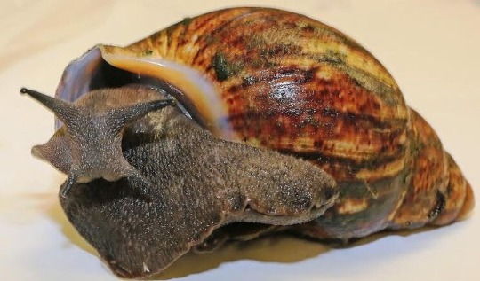 froody:  froody: here’s a concept: a cool old-timey pirate boss but instead of having a parrot on his shoulder it’s just a really really big snail which is exotic and terrifying to all his victims  pirate: gimme my cut or I’ll feed ye to Leonard