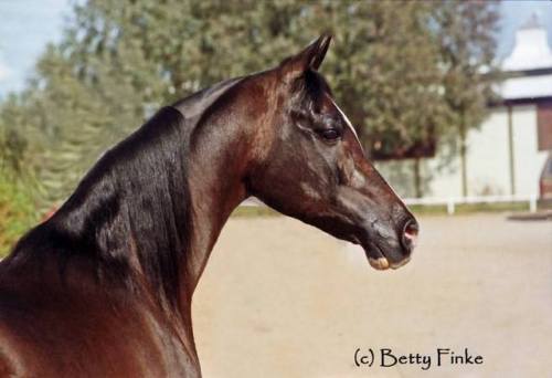 Khemosabi++++//Amerigo x JurneekaPhoto by Betty Finke