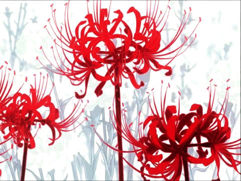 The Uncommon Humanity — meafterdeath: Lycoris radiata / Red spider lily  in...