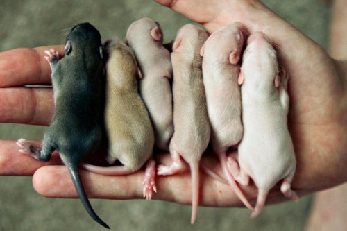 minarachelle:Baby Rats