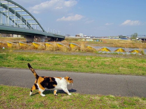 shootsay: シッポを立てて、ずんずん歩いてゆく三毛さん。 道路を横断するときは気をつけて。今までのねこ写真まとめ