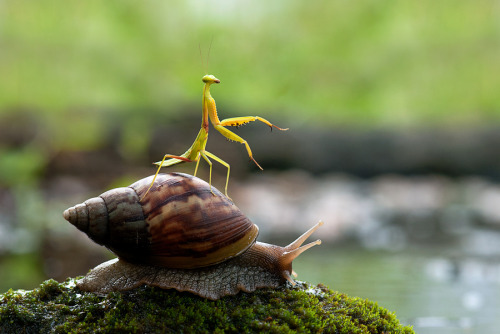 bubonickitten: vurtual: (by nordin seruyan) snails: the most noble steed