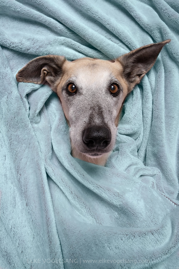 Scout in winter mode by Wieselblitz 