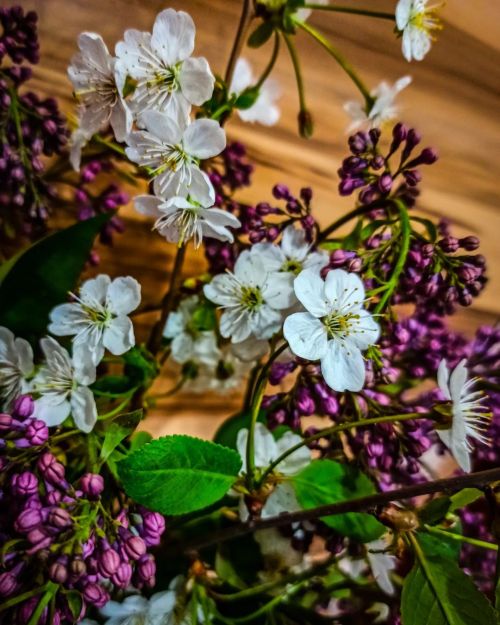 Сирень и вишня #beautiful #flowers #trees #cherryblossom #blooming #spring #macro #lilac #leaves #vi