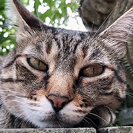 springcottage:libby.gif / follow the libbs on ig! 
