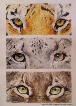 carloatzeiillustration:  Eyes of Wild Cats: