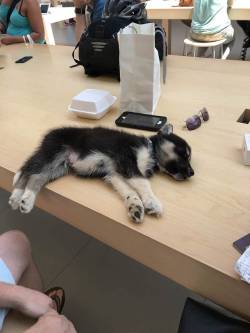 dawwwwfactory:  Pooped iPupper at the Apple Store Click here for more adorable animal pics!