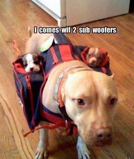 failsnet:  Tumblr Fails.net - Subway delivery dog
