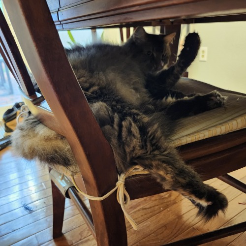 Sentient Furball