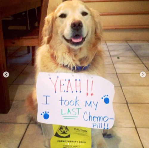 thefingerfuckingfemalefury: babyanimalgifs: Dogs who beat cancer and are happy to spread the news &a