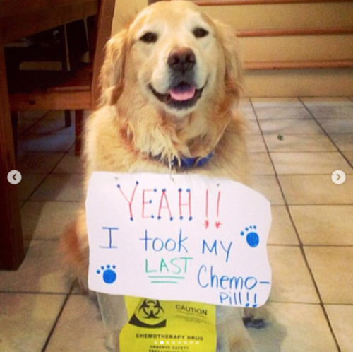 oh-we-are-the-infinity - babyanimalgifs - Dogs who beat cancer and...