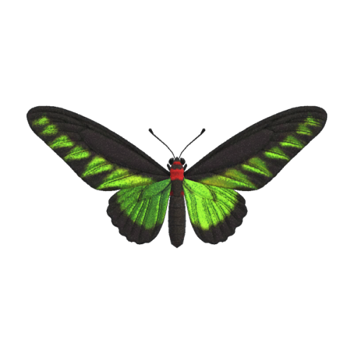 lolonnois:butterflies - animal crossing: new horizons (2020)