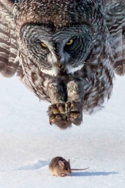 tect0nic:  Owl and Mouse by Tom Samuelson via National Geographic. 