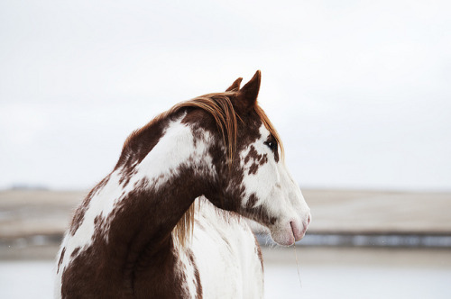 horsesornothing: Look back by silverfoot99 on Flickr.