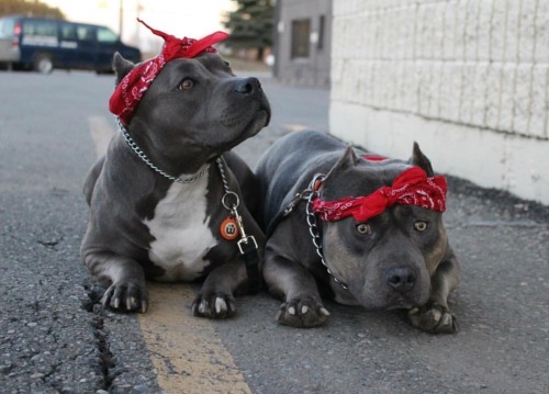 american bully