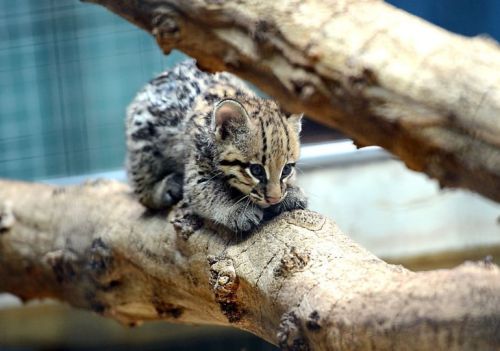 allcreatures:One-month-old ocelot kitten at the Zoologischer Garten zoo in Berlin.PHOTO BY BRITTA PEDERSEN/AFP/GETTY (vi