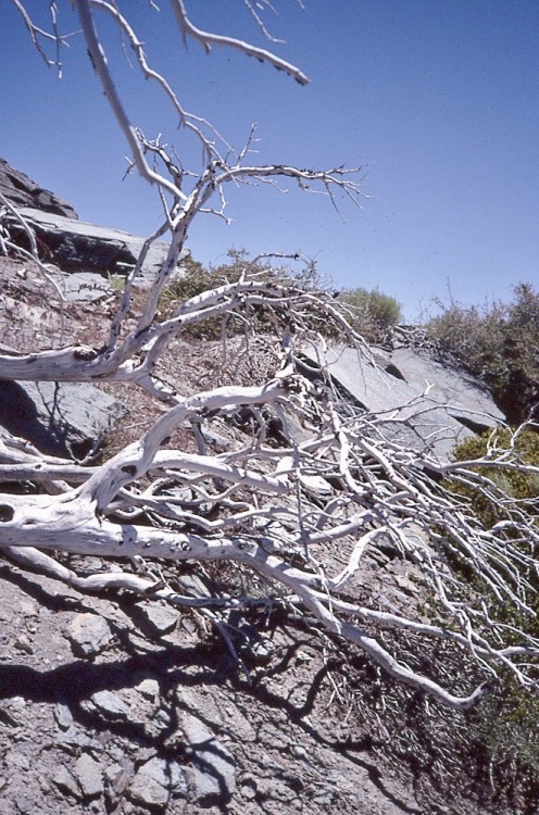 Bleached Snag, San Gabriel Mountains National Monument, California, 1990.