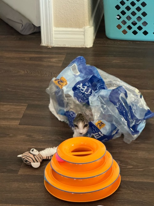 I Actually Have My Autism Creature Irl.