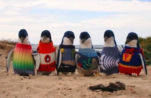 spinsterprivilege:  stunningpicture:  Penguins on Phillip Island wear hand-knitted sweaters as part of their oil spill rehabilitation.  omg the penguin books sweater 