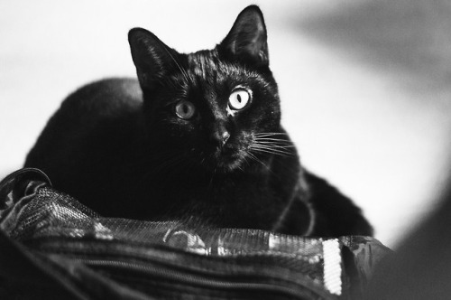 clim-ne:Hi Tumblr, It’s been a while so I present you today some photos of my cat, Jiji. She is pret
