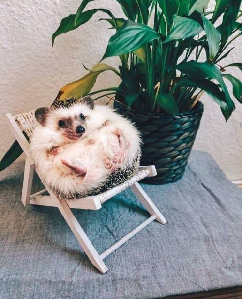 Animals and Nature