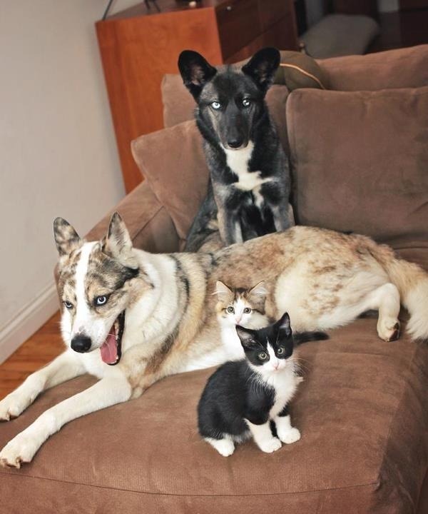 awwww-cute:  My friend’s two husky mixes, with their color-coordinated kitten look-alikes.