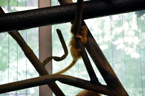 Baby Golden Tamarin gets cleaned.By Cassie