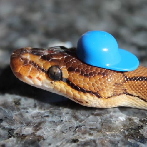 sweet-slither-friend: she wear hat