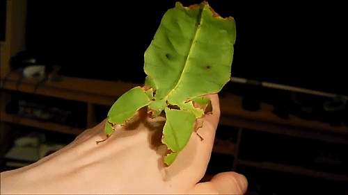 bogleech: Stick and leaf insects do this wonderful “dance walk” to make it look like they’re just a regular leaf getting moved by a breeze! Some leaf-imitating reptiles do this too! 