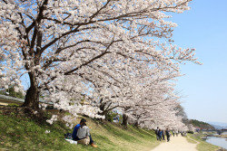 hi-technique:  Sakura by Teruhide Tomori on Flickr