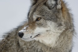 beautiful-wildlife:  Coyote by Rudy Pohl