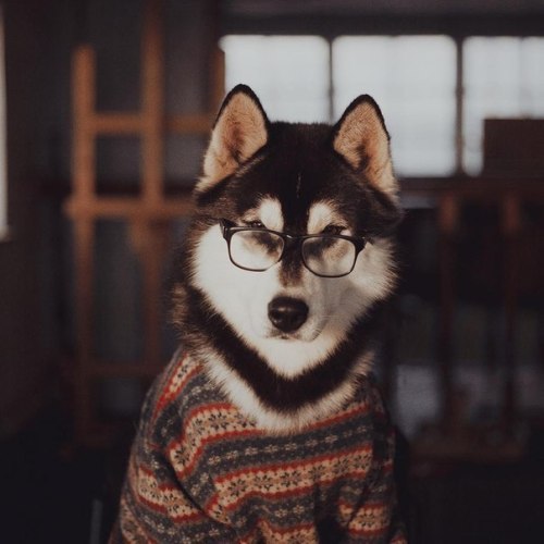 koloaspyn: counterpunches: #i would trust this dog with my taxes I would trust this dog with my