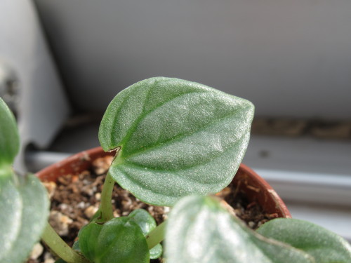 altispinax