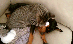 sizvideos:  Kitten takes care of dog coming