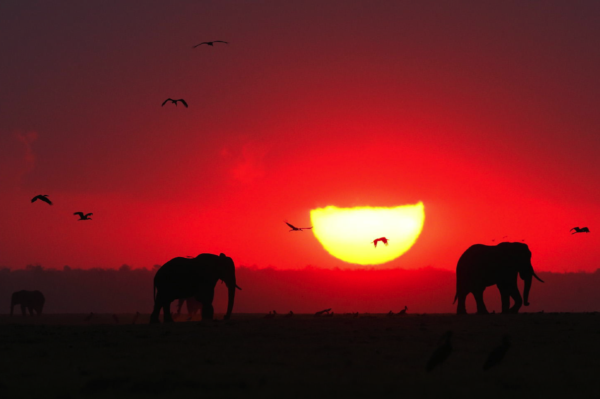 danishkore:  awkwardsituationist:  elephants silhouetted by the darkening shades